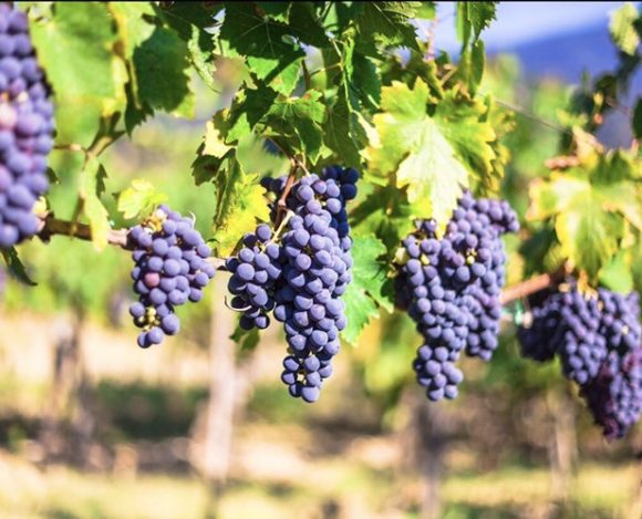 Toscana’nın Gözbebeği Chianti